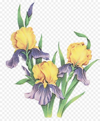 flower flowering plant plant cut flowers yellow