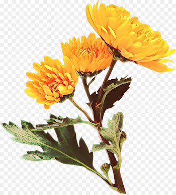 flower flowering plant plant english marigold yellow