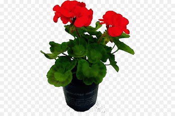 flower flowering plant plant flowerpot petal