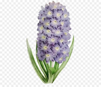 flower flowering plant plant hyacinth violet