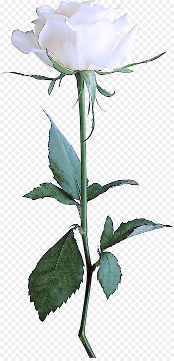 flower flowering plant plant leaf plant stem
