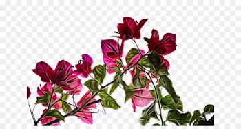 flower flowering plant plant petal pink