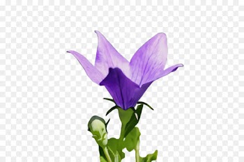 flower flowering plant plant petal purple