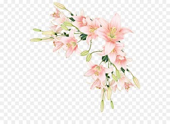 flower flowering plant plant pink cut flowers