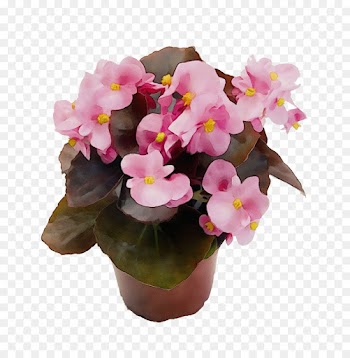 flower flowering plant plant pink flowerpot