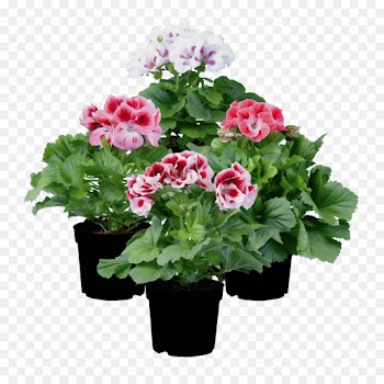 flower flowering plant plant pink flowerpot