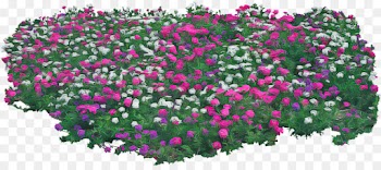 flower flowering plant plant pink groundcover