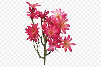flower flowering plant plant pink petal