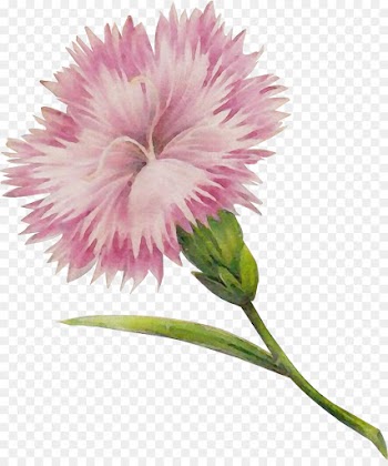 flower flowering plant plant pink petal