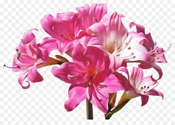 flower flowering plant plant pink petal