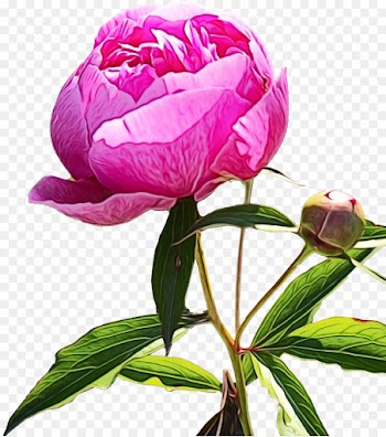 flower flowering plant plant pink petal