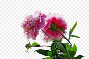 flower flowering plant plant pink petal