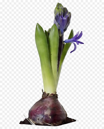 flower flowering plant plant purple plant stem