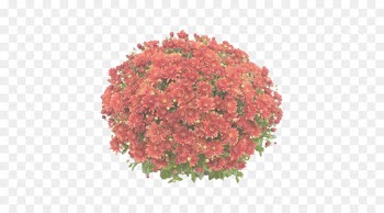 flower flowering plant plant red cut flowers