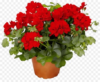 flower flowering plant plant red flowerpot