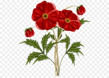 flower flowering plant plant red petal