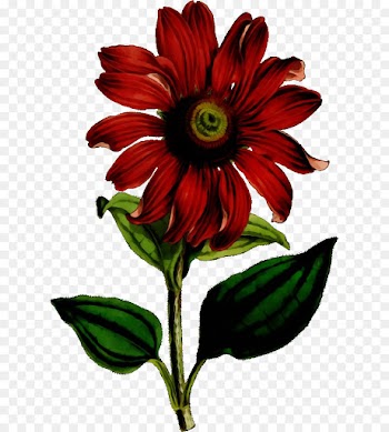 flower flowering plant plant red petal