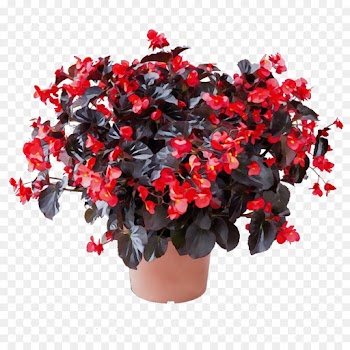 flower flowering plant plant red shrub