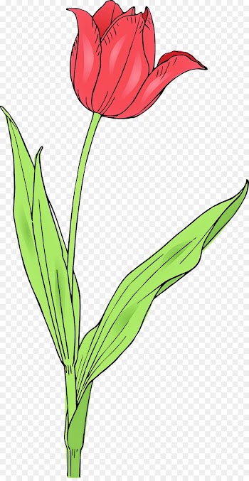 flower flowering plant plant tulip pedicel