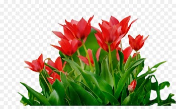 flower flowering plant plant tulip petal