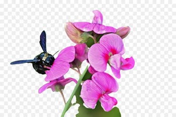 flower flowering plant plant violet everlasting sweet pea