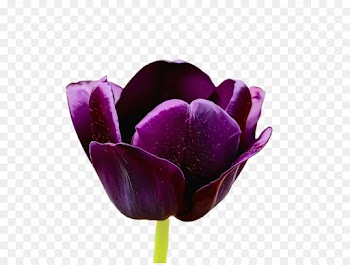 flower flowering plant purple petal tulip