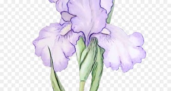 flower flowering plant purple plant petal