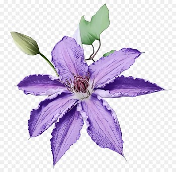 flower flowering plant purple violet plant