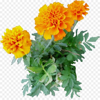flower flowering plant tagetes english marigold tagetes patula