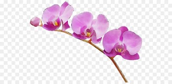 flower flowering plant violet moth orchid purple
