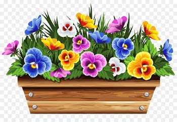 flower flowerpot plant flowering plant pansy
