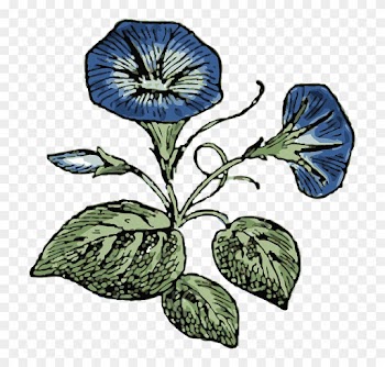 Flower, Flowers, Plant, Morning, Glory, Nature - Morning Glory Flower Vector