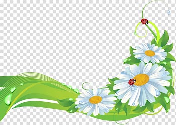 Flower Frames , camomile transparent background PNG clipart