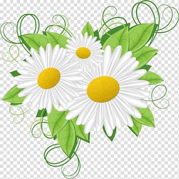 Flower Frames , camomile transparent background PNG clipart