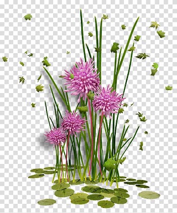 Flower Frames , CES transparent background PNG clipart