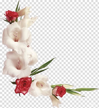 Flower Frames , gladiolus transparent background PNG clipart