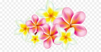 Flower Frangipani Clip art - Plumeria 