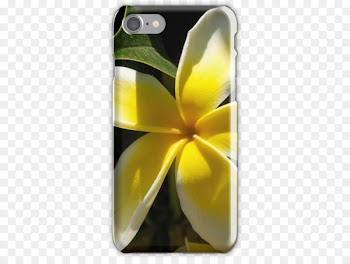 Flower Frangipani Photography Nature - plumeria 