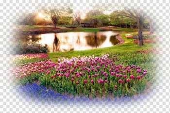 Flower garden Desktop Rose garden, flower transparent background PNG clipart