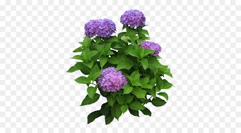 Flower garden Flower garden Hydrangea Shrub - flower 