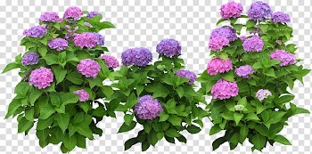 Flower garden, flower transparent background PNG clipart