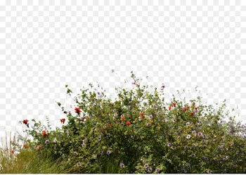 Flower garden Lawn Tree - bushes 