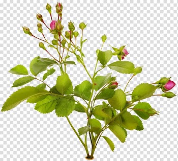 Flower garden Rose , Rose transparent background PNG clipart