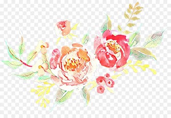 Flower, Garden Roses, Drawing, Pink PNG