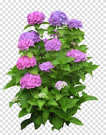 Flower Garden roses Plant, flower transparent background PNG clipart