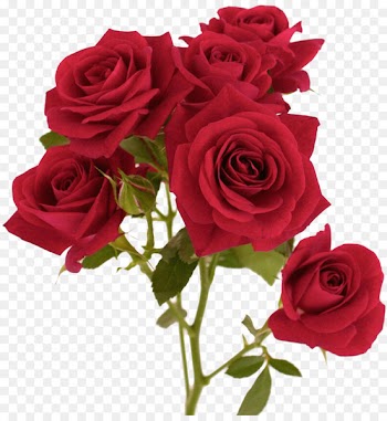 Flower Garden roses Red Clip art - rose 