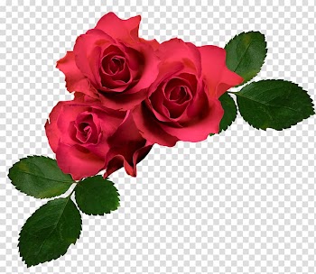 Flower Garden roses , rose transparent background PNG clipart