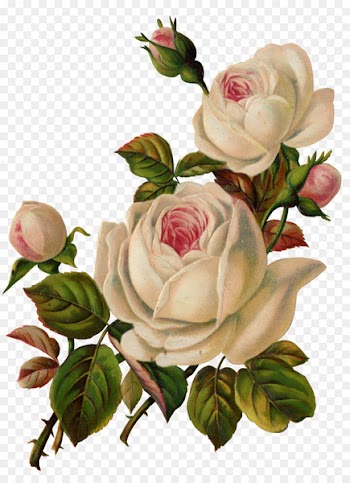 Flower Garden roses Vintage clothing Clip art - White Rose 