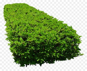 Flower garden Tree - bushes 