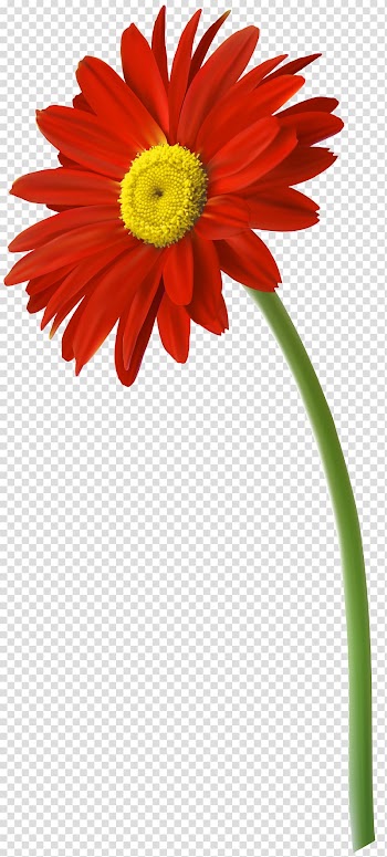 Flower Gerbera jamesonii , gerbera transparent background PNG clipart